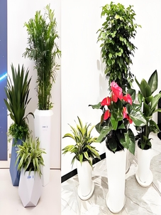 宁波奉化盆景租赁价格实惠